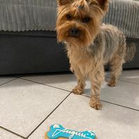 Accopiamento Yorkshire