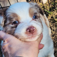 Australian Shepherd- Pastore Australiano