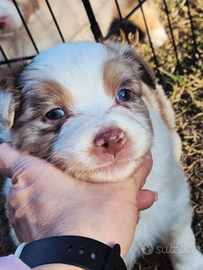 Australian Shepherd- Pastore Australiano