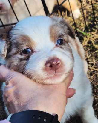 Australian Shepherd- Pastore Australiano
