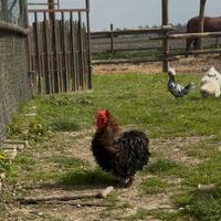 Gallo concincina nana riccia