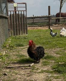 Gallo concincina nana riccia