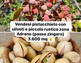 Terreno con pistacchi e ulivi