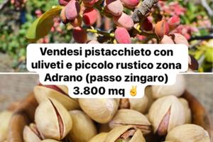 Terreno con pistacchi e ulivi