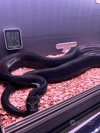 Boa constrictor super motley