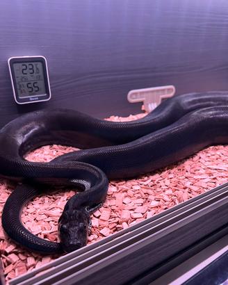 Boa constrictor super motley