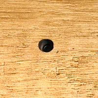 Uova sungaya inexpectata