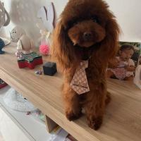 Barboncino Red Brown -Fidanzamento-