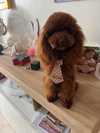 Barboncino Red Brown -Fidanzamento-