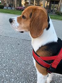 Cucciolo beagle