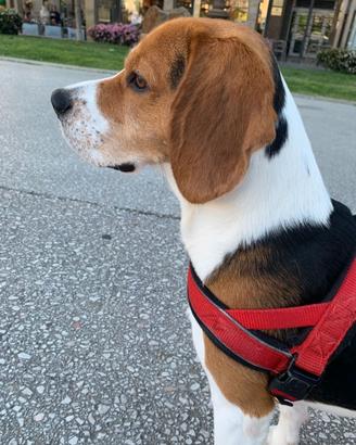 Cucciolo beagle