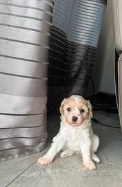 Barboncino parti color