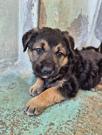Cucciolotto mix pastore tedesco in adozione