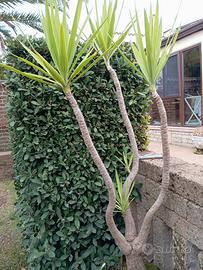Pianta Yucca h 170 cm in vaso di pietra 