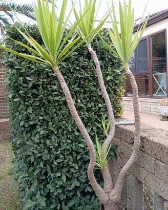 Pianta Yucca h 170 cm in vaso di pietra 