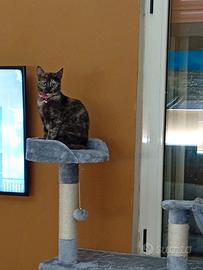 Gattina