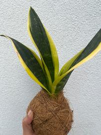Kokedama sansevieria fibra di cocco