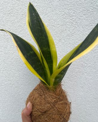 Kokedama sansevieria fibra di cocco