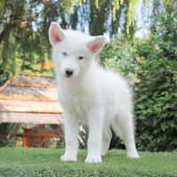 Siberian Husky disponibile
