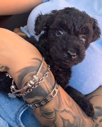 Maltipoo