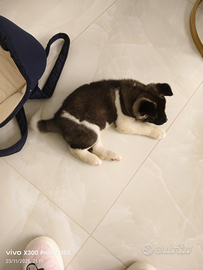 Cane akita americano