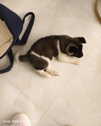Cane akita americano