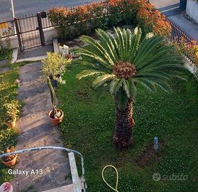 Terracina casa indip.giardinoterrazzoverandap.auto