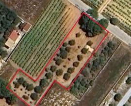 TERRENO AGRICOLO