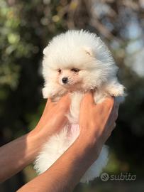 Cuccioli spitz di Pomerania