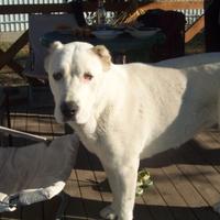 Cuccioli pastore dell'Asia centrale