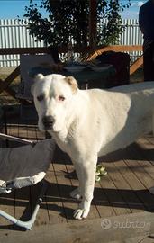 Cuccioli pastore dell'Asia centrale