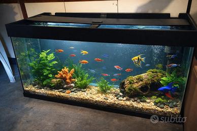 Acquario