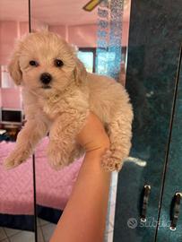 Maltipoo