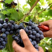 Disponibile per Vendemmia