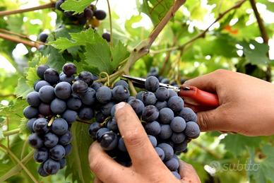 Disponibile per Vendemmia