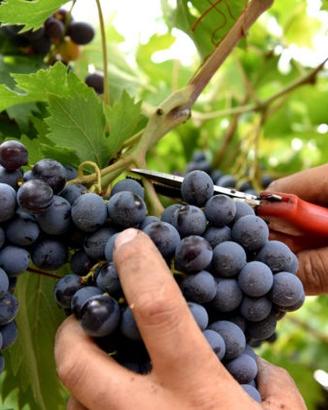 Disponibile per Vendemmia