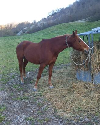 Cavallo anglo arabo