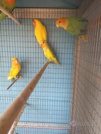 Inseparabili