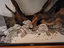 Immagine 6