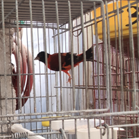 Cardinalini del Venezuela