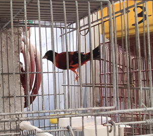 Cardinalini del Venezuela