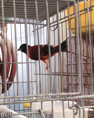 Cardinalini del Venezuela