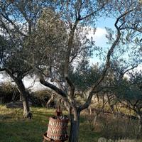alberi di ulivo 