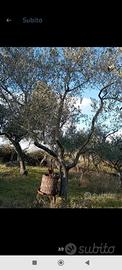 alberi di ulivo 