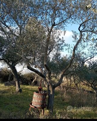 alberi di ulivo 