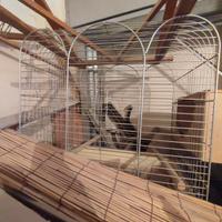 Gabbia per pappagalli cenerini