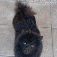 ? Spitz Nano di 2 anni - Colore nero
