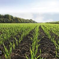 Ballette rettangolari