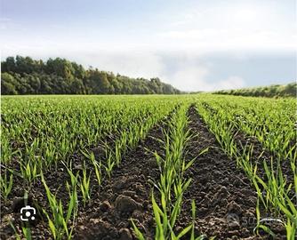 Ballette rettangolari