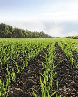 Ballette rettangolari